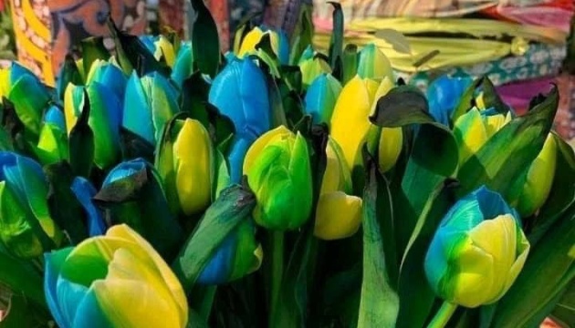 У Нідерландах і на Тайвані виростили квіти в барвах прапора України