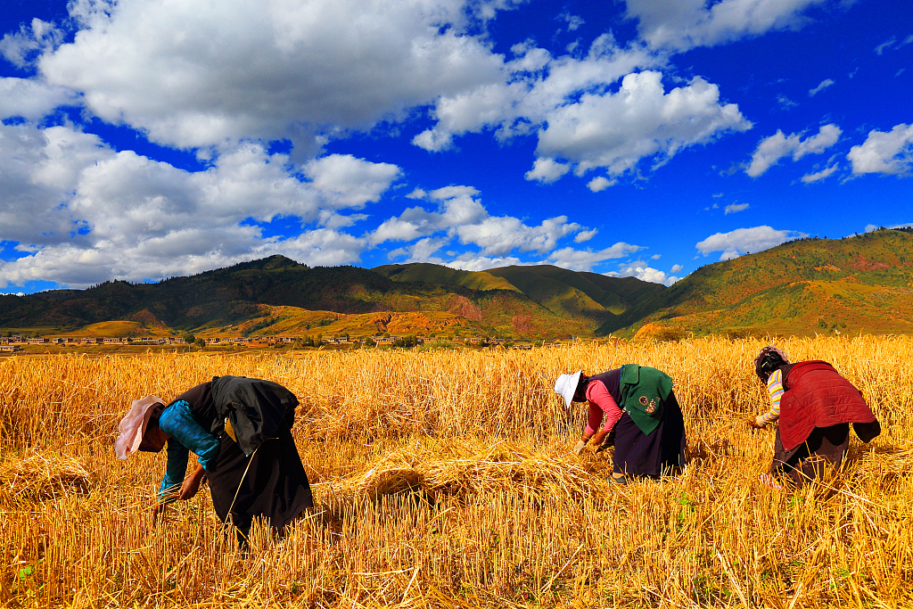 Обсяг виробництва зерна у Тибеті перевищить 1 млн тонн у 2023 році